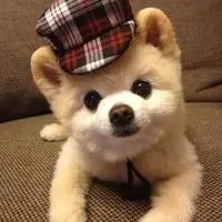 panenpoker88 ◆Ungirls Tanaka menerbitkan gambar anjing, tapi